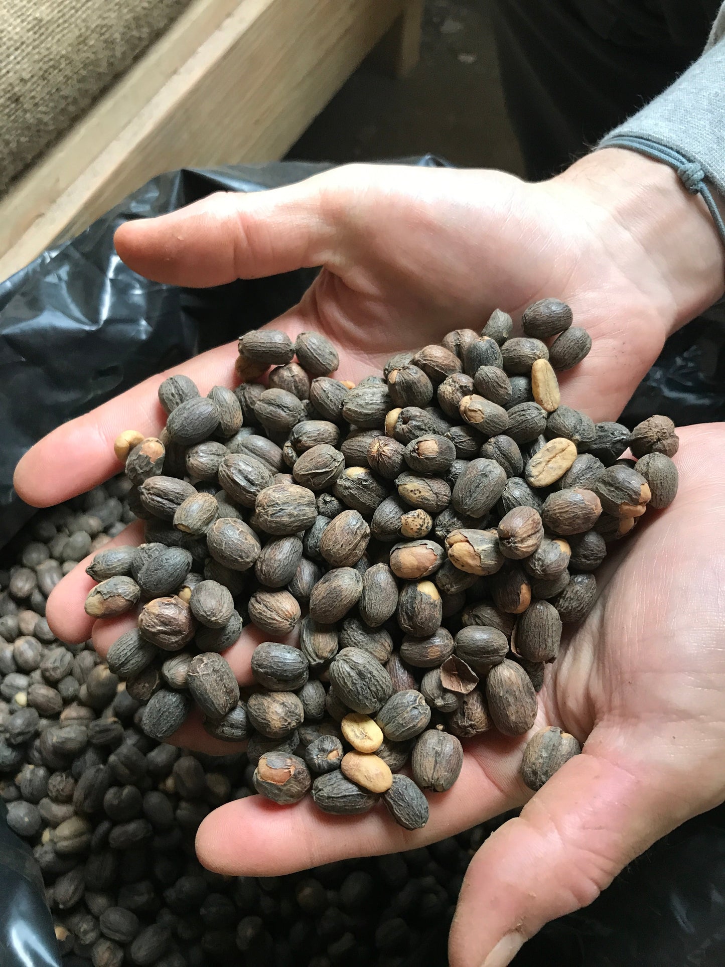 Panama Geisha - Paraiso