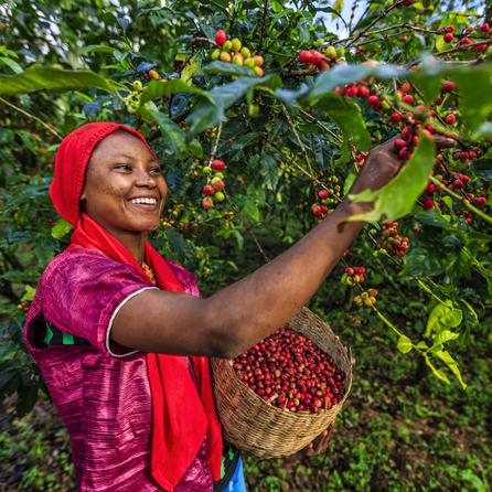 Ethiopian Sidamo