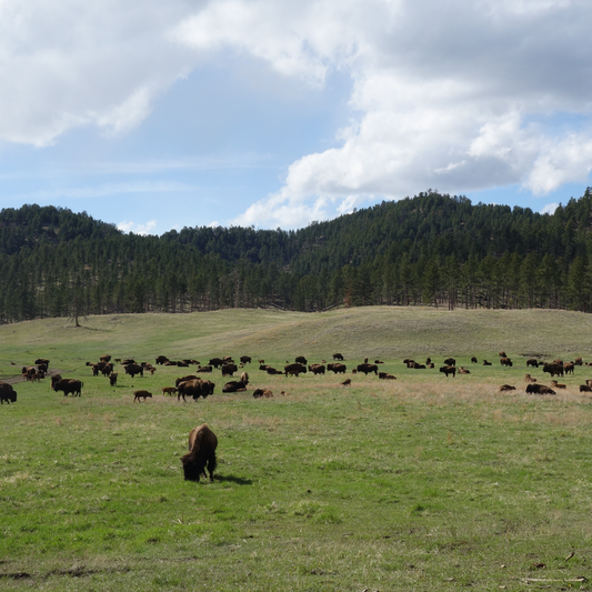 Sunshine, Rolling Acres of Grass and Fresh Air– the Grass Fed Life of L’Chaim Bison