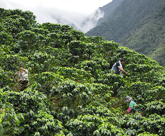 Colombian Supremo