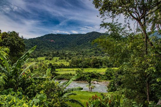 Sumatra Gayo